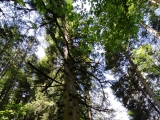 Die alte Tanne,#