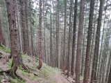 Schöner alter Steig,#