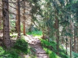 Angenehm schattig durch den Wald - später steiler.,#
