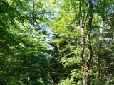 Weg rauf auf den <b>Fleckberg </b> ,#Foto: ManuelaU