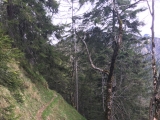 Weglein mit <b>Brecherspitz-Blick</b> (hinter den Bäumen) (Foto gespeichert zu <a href=/wanderweg/lawinen-seilbahn-blechgrabenalm-3199/>Weg</a>),#