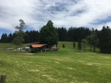 Wirtsalm