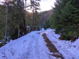 Forststraße im unteren Teil,#