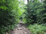 Zickzack durch den Bergwald,#