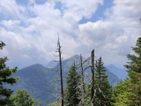 Grasiger Steig mit Ausblick auf <a href=/gipfel/jochberg-35242/>Jochberg</a> und Jocheralm (Foto gespeichert zu <a href=/wanderweg/hirschhoernlkopf-kotalm-1569/>Weg</a>) (Foto gespeichert zu Ausgangspunkt Jocheralm),#