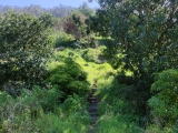 Aufstieg vom Miradouro zur höher gelegenen  <b>Levada do Techo</b>   (Foto gespeichert zu <a href=/wanderweg/levada-nova-levada-do-techo-24653/>Weg</a>),#
