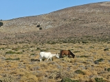 Skyros-Ponys,#