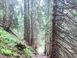 Sommerweg zum <a href=/huetten/berghaus-schwaben-19131/>Berghaus Schwaben</a>  (Foto gespeichert zu <a href=/wanderweg/alpe-hinteregg-ochsenkopf-23311/>Weg</a>) (Foto gespeichert zu Ziel Berghaus Schwaben),#