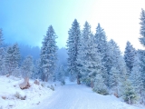 Winterrodelstrecke,#Foto: JuttaS