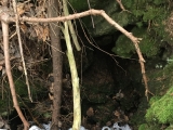 Blick in den mit Stacheldraht eingezäunten <a href=/freizeit/riesenkopfalmschacht-54850/>Riesenkopfalmschacht</a> (Foto gespeichert zu Ziel Riesenkopfalmschacht),#