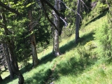 Schmaler Weg durch die Bergwiesen,#