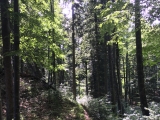 Im unteren Teil ist der Weg breiter,#