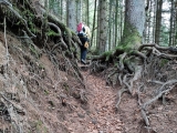 Hohlweg durch den Wald,#