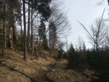 Die Abzweigung auf diesen Pfad von der etwas langweiligen Forststraße nicht verpassen.,#