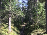 Weg zwischen Parkplatz und Zöhreralm (Foto gespeichert zu <a href=/wanderweg/wanderparkplatz-achenkirch-zoehreralm-2023/>Weg</a>),#