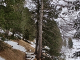 Querung zur <b>Gampen Alm</b>  (Foto gespeichert zu <a href=/wanderweg/zendleser-kofel-gampen-alm-24435/>Weg</a>),#