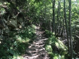 Aufstieg zunächst durch den Wald,#