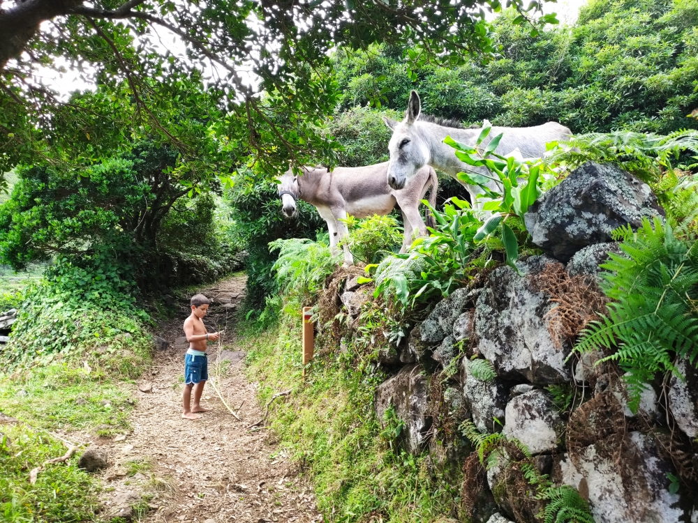 Wanderung Faja da Caldeira do Santo Cristo: Wanderung Faja da Caldeira do Santo Cristo: Kurz oberhalb des Bauernhofes zweigt der Karrenweg ab (Abzweig Caminho das Polegadas)