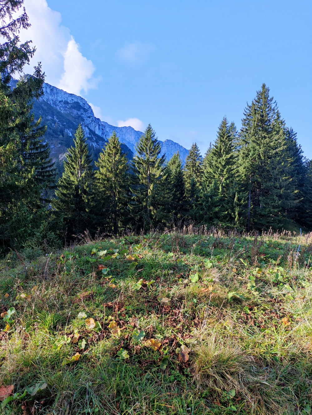 Ahornkopf: Nur ein Grasbuckel mit Blick zur Benediktenwand