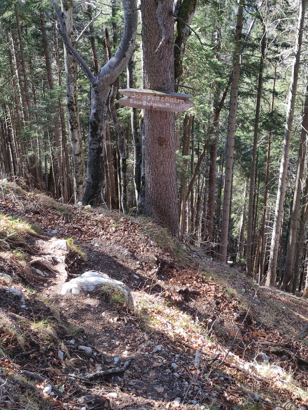 Wanderung Archenkanzel: Abstieg zur Schapbachalm