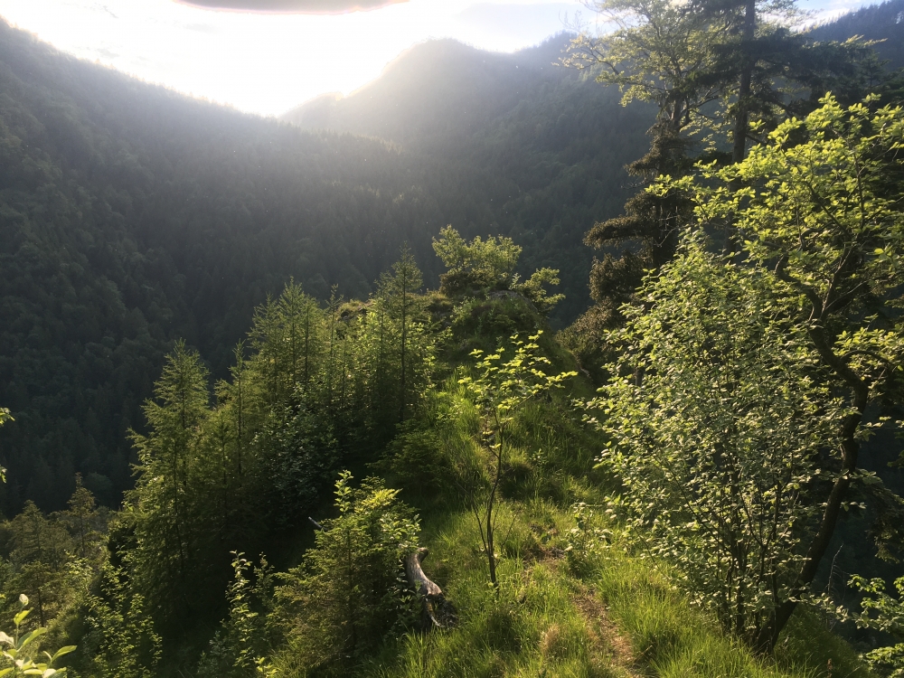 Wanderung Rötlwandkopf mit Bründlingköpfl: Wanderung Rötlwandkopf mit Bründlingköpfl: Der Aussichtspunkt in der Abendsonne (Aussichtspunkt Wasserwandlsteig)