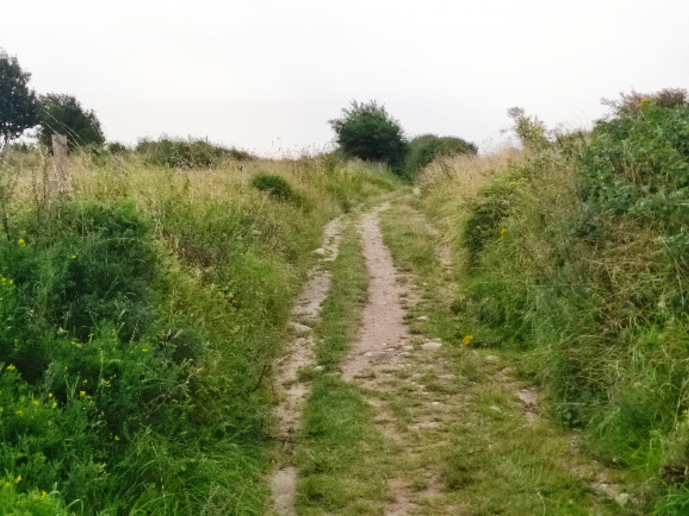 Wanderung Fyns Hoved: Breiter Weg