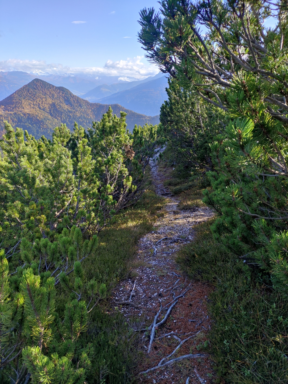 Klettersteig Freiungen Höhenweg: Der Weg durch die Latschen ist leicht zu finden