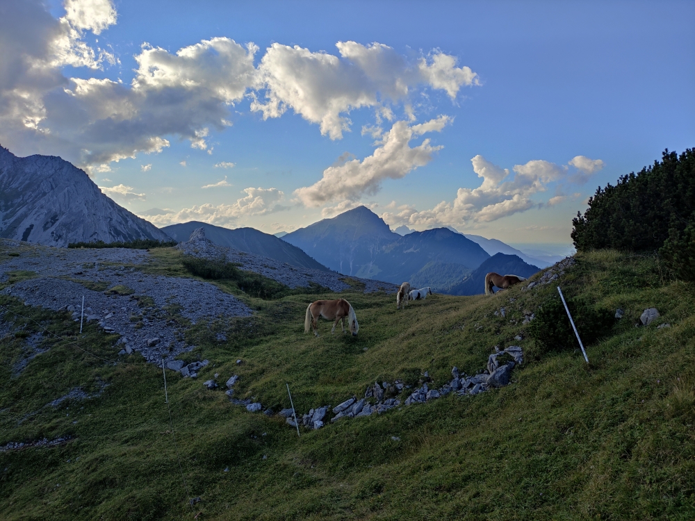 Wanderung Gartner Wand: Wanderung Gartner Wand: Pferde im Bichlbächer Joch, im Hintergrund der Thaneller über Berwang