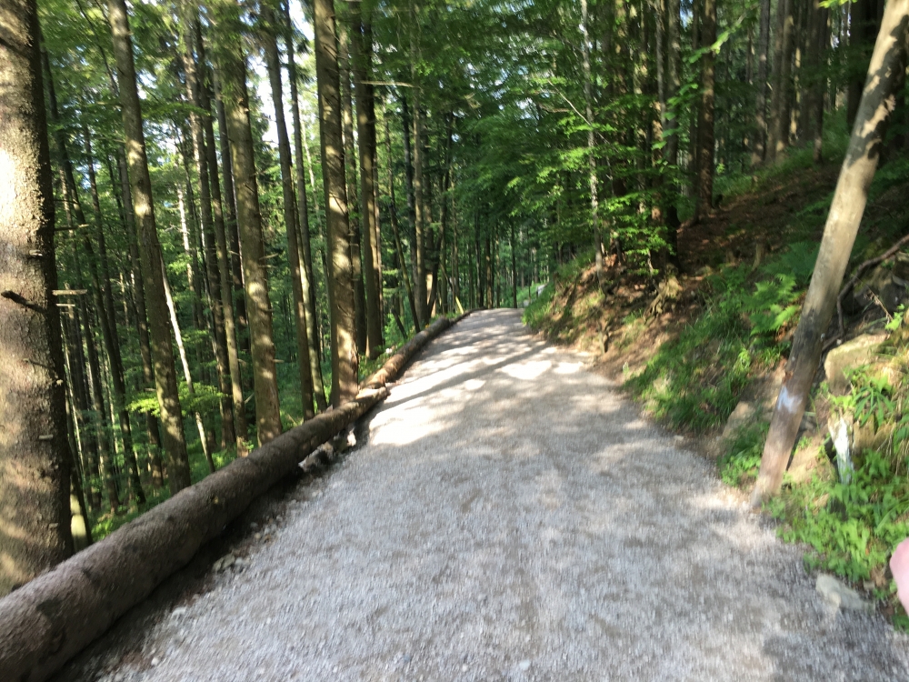 Wanderung Blomberg Sommerrodelbahn: Forststraße zur Mittelstation (Start der Sommerrodelbahn)