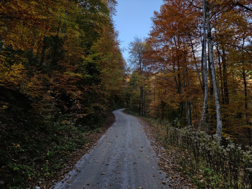 Wanderung Sulzgrabenkopf: Eine unspektakuläre Forststraße
