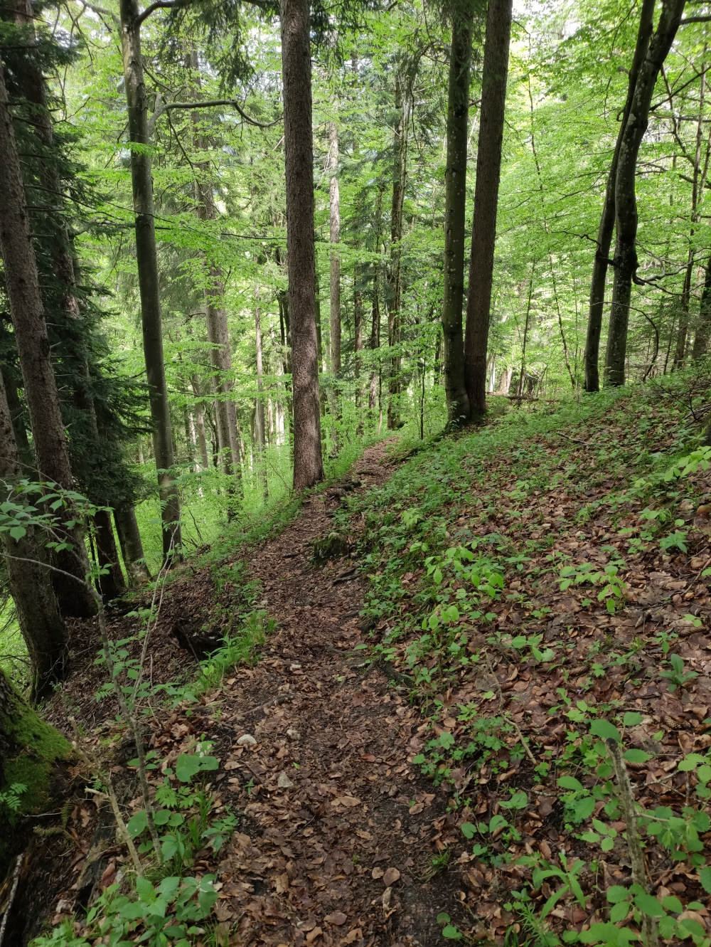 Wanderung Große Brecherspitz-Runde: Pfadspur