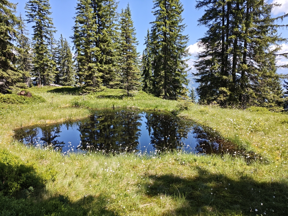 Wanderung Breiteggspitze: Moortümpel