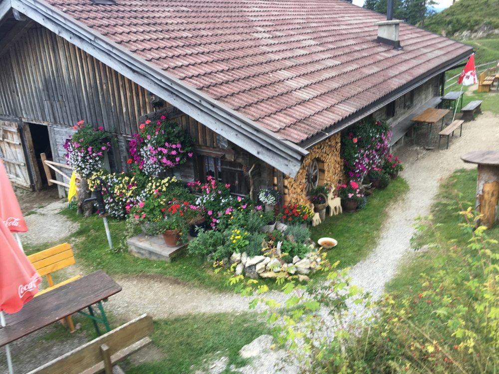 Wanderung Kaindlhütte über Berghaus Aschenbrenner: Wanderung Kaindlhütte über Berghaus Aschenbrenner: Blumenschmuck an der Brentenjoch-Alm