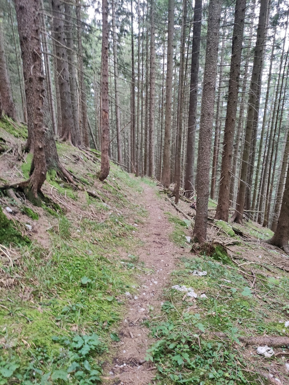 Wanderung Brunnensteinkopf-Runde: Wanderung Brunnensteinkopf-Runde: Schöner alter Steig