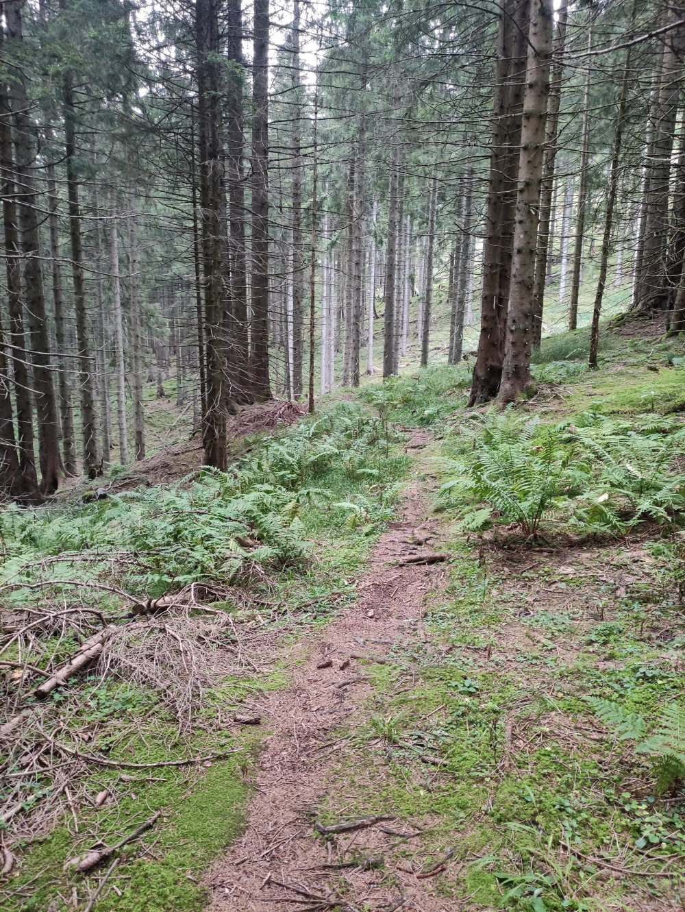 Wanderung Brunnensteinkopf-Runde: Wanderung Brunnensteinkopf-Runde: Im oberen Teil
