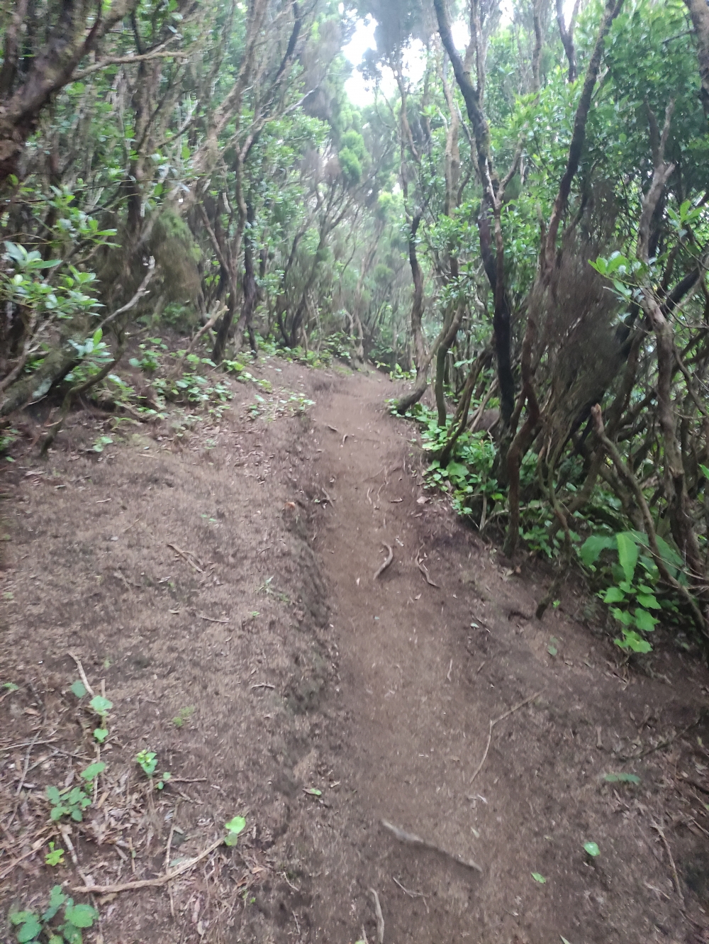 Wanderung Cabeco Verde: Wanderung Cabeco Verde: Am Kraterrand entlang (Cabeco do Canto)