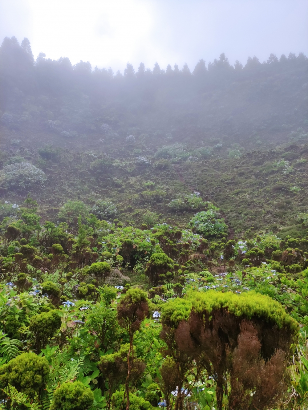 Wanderung Levada und Cabeco dos Trinta: Die Steigspur nach oben