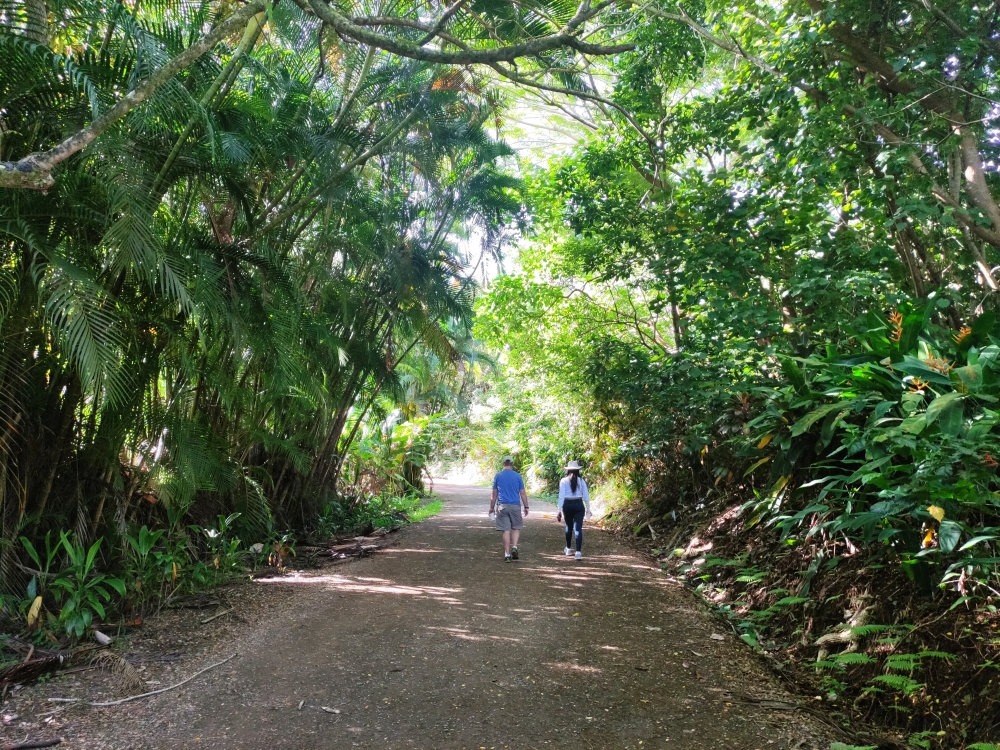 Wanderung Caveman Falls: Breite Forststraße