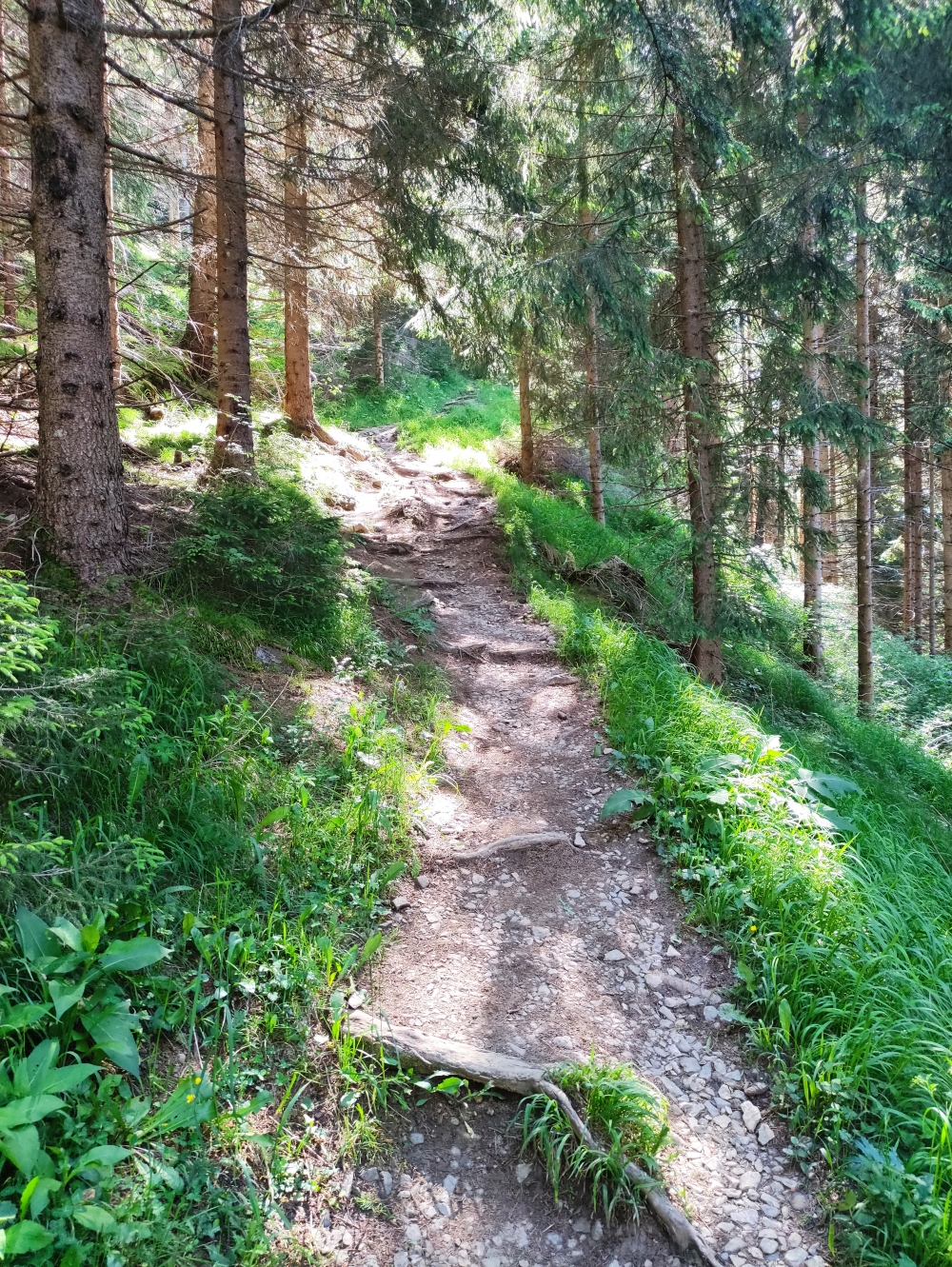 Wanderung Daniel mit Gratüberschreitung: Angenehm schattig durch den Wald - später steiler.