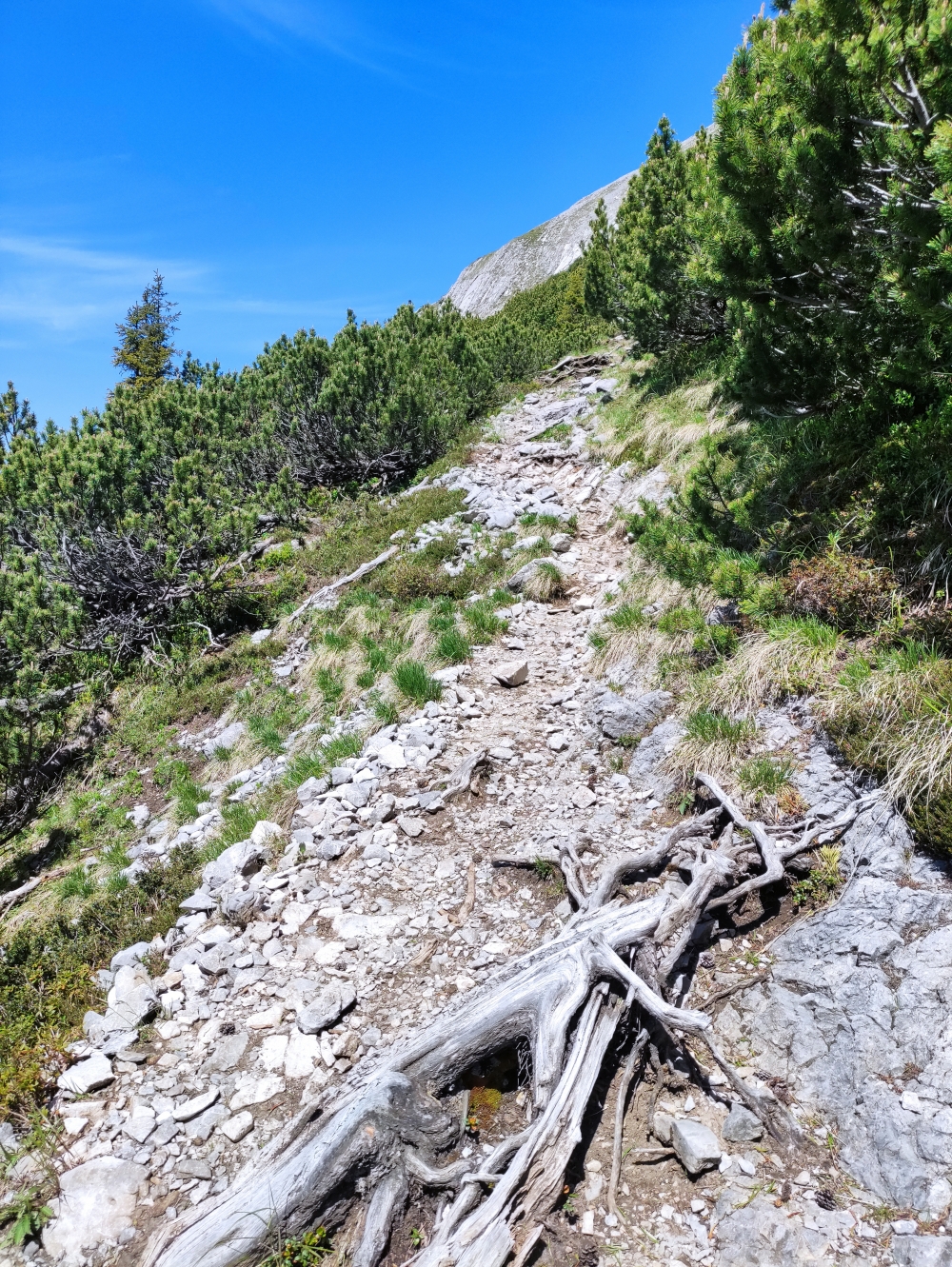 Wanderung Daniel mit Gratüberschreitung: In der Mitte durch Latschen