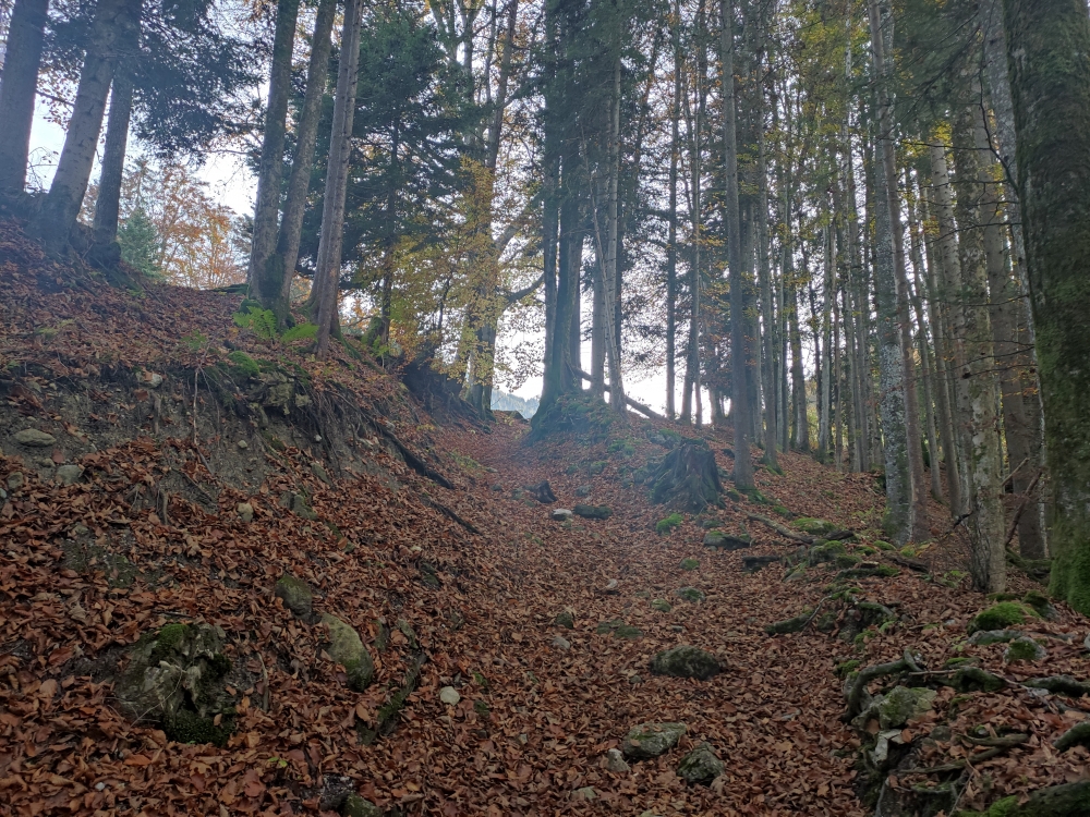 Wanderung Ebersberg: Hohlweg zur Weide