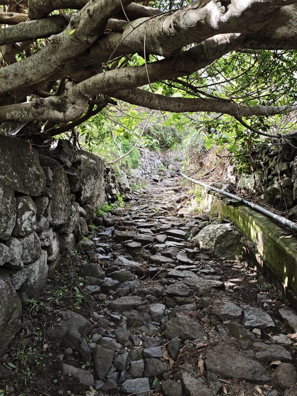 Wanderung Cuevas Negras und Monte del Agua: Ein alter, gepflasterter Weg