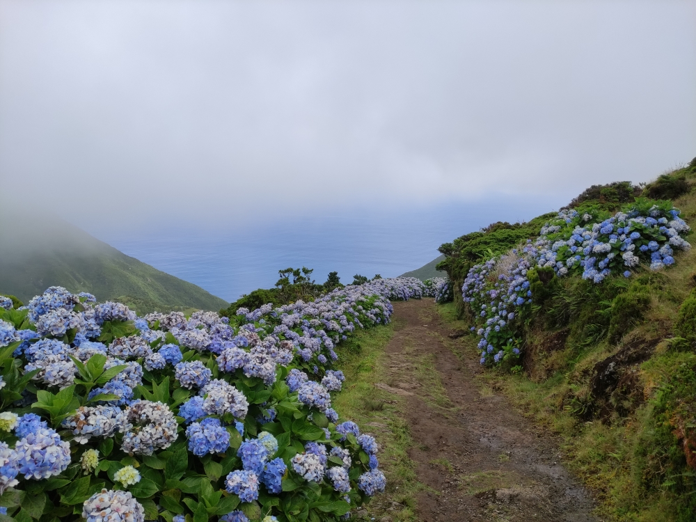 Wanderung Faja da Caldeira do Santo Cristo: Oben durch Hortensien-Spalier