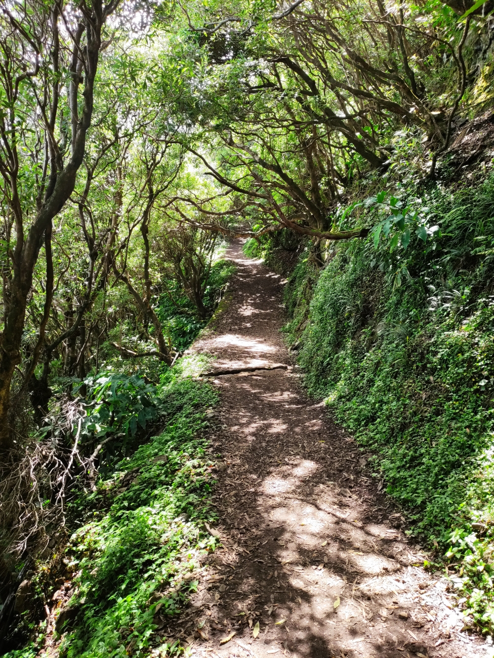 Wanderung Faja da Caldeira do Santo Cristo: Weg
