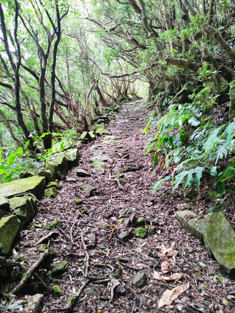 Wanderung Faja da Caldeira do Santo Cristo: Unten ein breiter Karrenweg