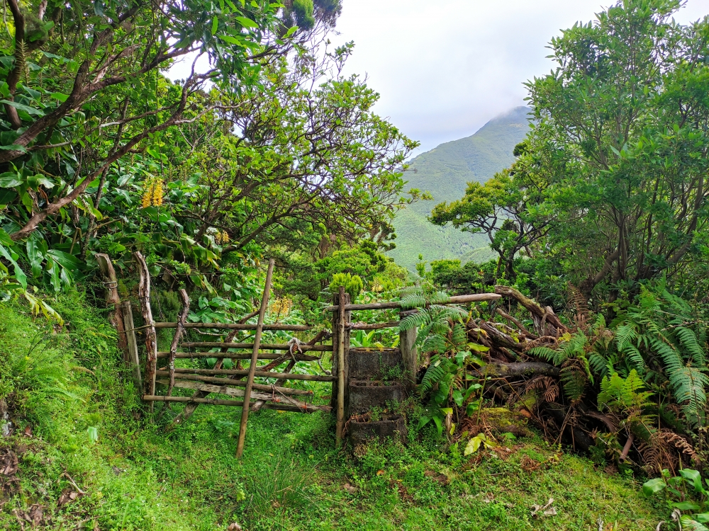 Wanderung Faja da Caldeira do Santo Cristo: Über ein Weidegatter
