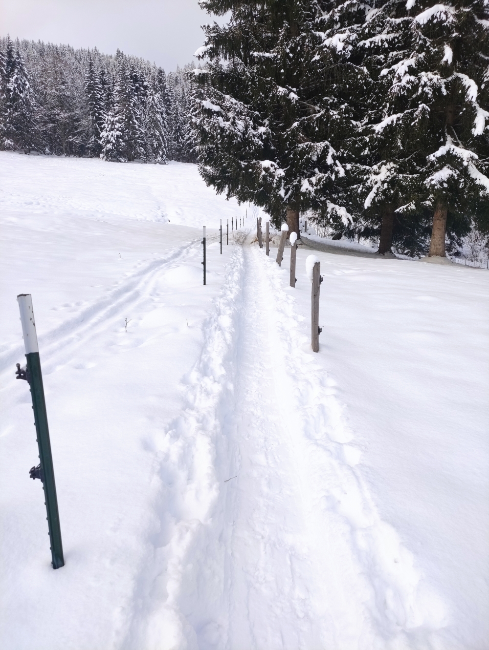 Wanderung Fellhorn: Weg zur Forststraße