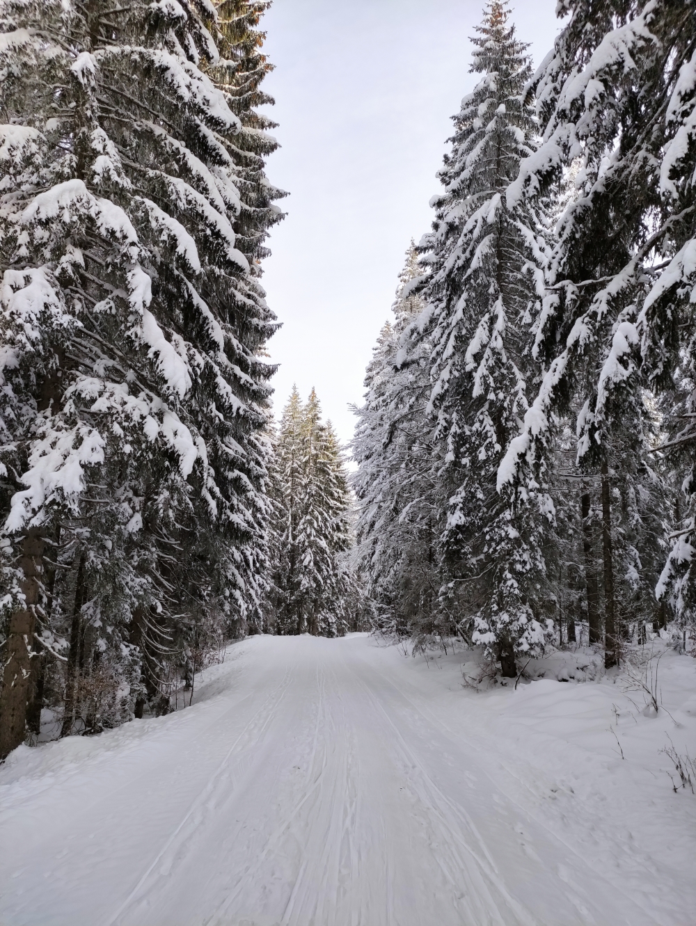 Wanderung Fellhorn: Sanft abfallende Forststraße