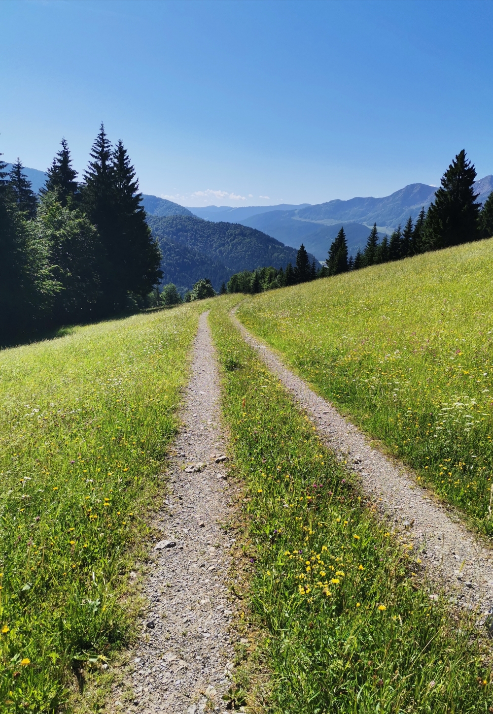 Fleckberg: Weg runter zum Wiesensee 