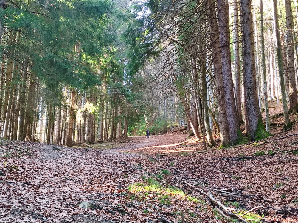 Wanderung Fockenstein: Oberhalb der Skipiste